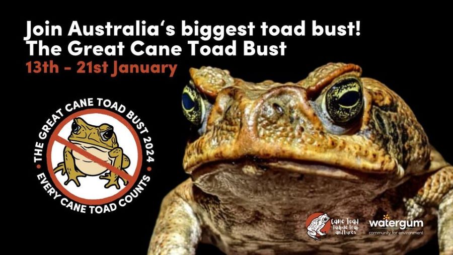 The Great Cane Toad Bust 2024